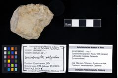 Foto (Objekt + Etikett) von Goniodromites polyodon (Reuss, 1858)  (NHMW-GEO-2014-0194-0992)